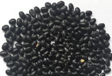 诗词与中医｜风烟绿水青山国，篱落紫茄黄豆家——黄豆：小小身材，大大效用！