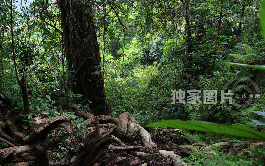 【走读第24期】探险喀斯特原始热带雨林——海南东方俄贤岭